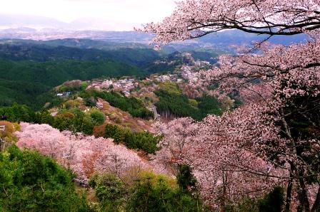 2011-4-吉野桜 003.jpg